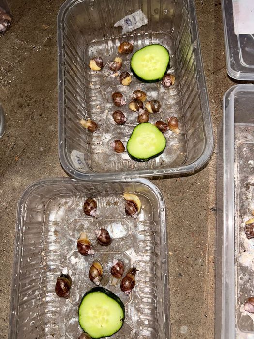 Улитка ұлу. Пайдалы емдік ұлу