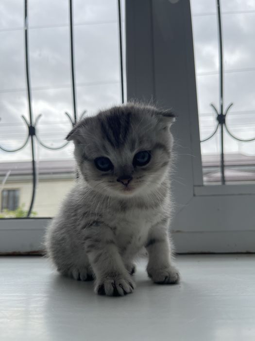 Скотиш фолд мушук болалари Сотилади