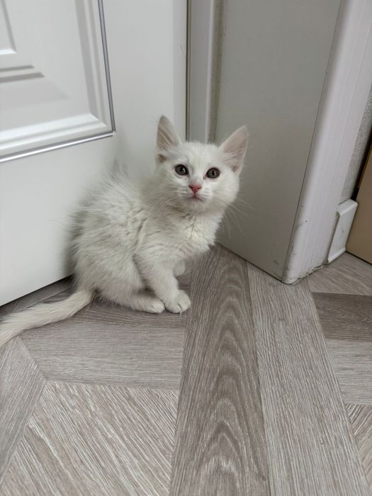 Котёнок продААам