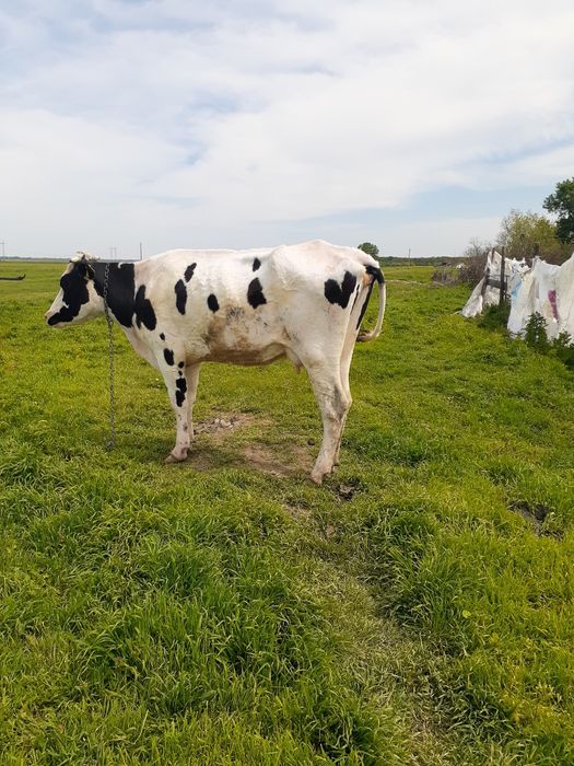 Vand vaca de lapte