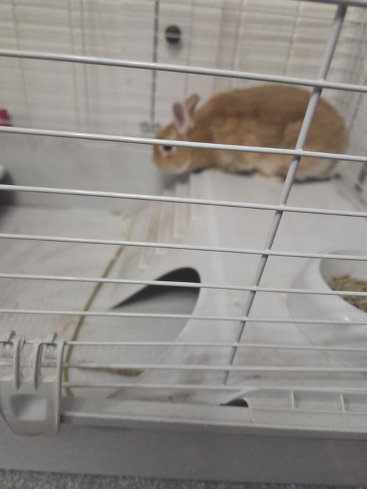 Холандско зайче джудже