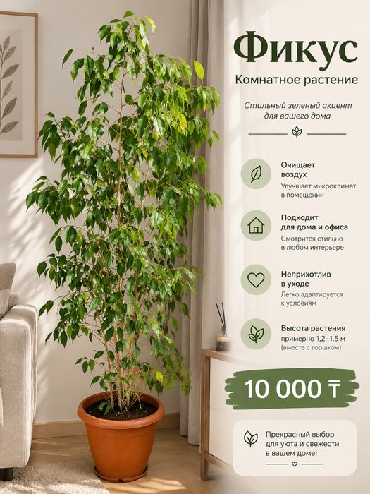 Фикус бенджамина