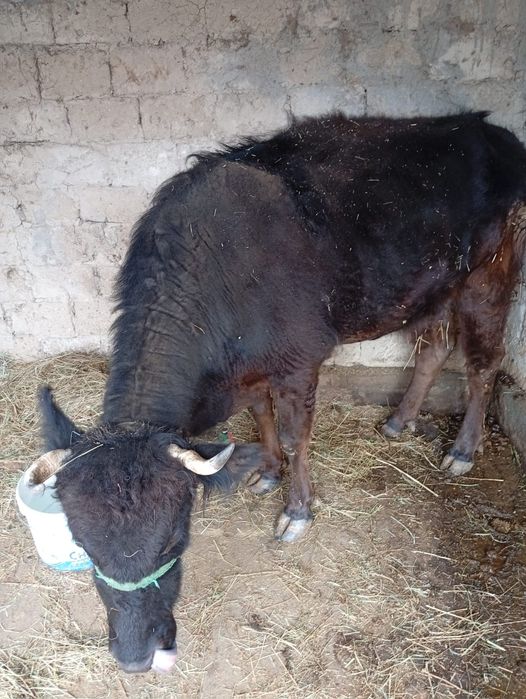 Сиыр сатамын, бузау тастаган