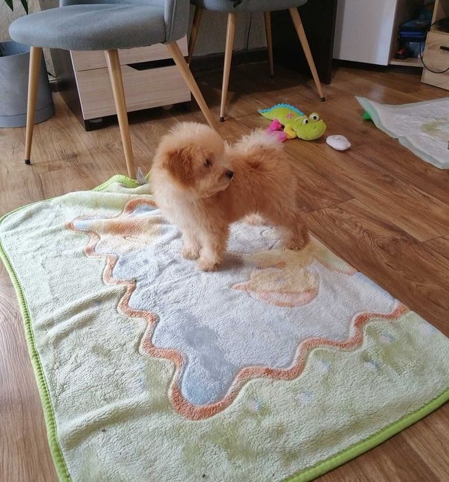 Пудел Мини -момченце