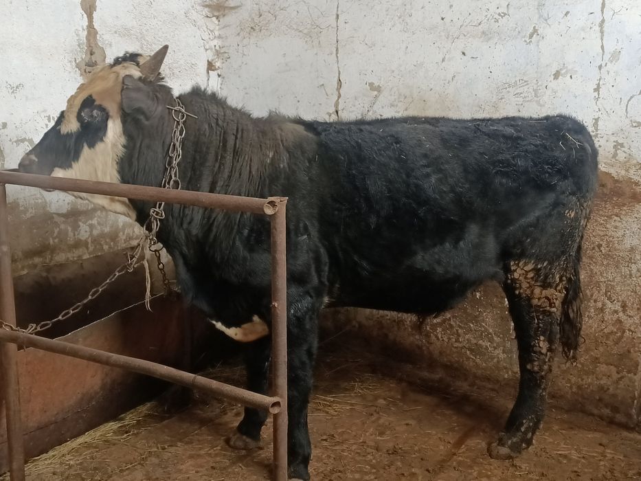 Откормда турган 5 бас бука сатылады