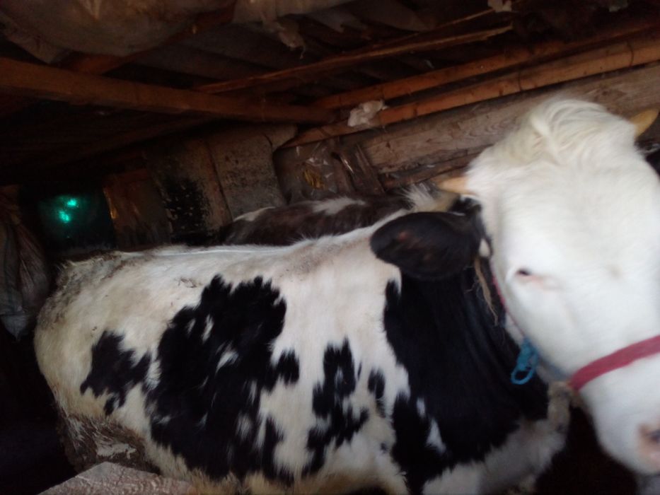 Tăurași si juninci de vânzare