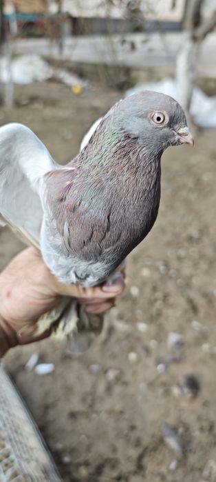 Продам голубей с хорошей игрой