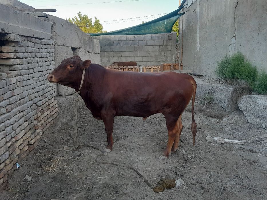 Eston buqqa sotiladi