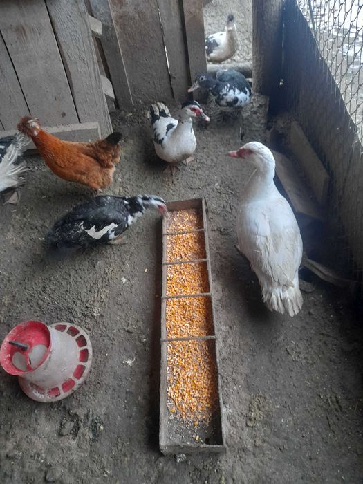 Vand rate sau schimb cu gaini