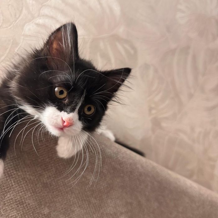 Котенок Феликс ищет семью