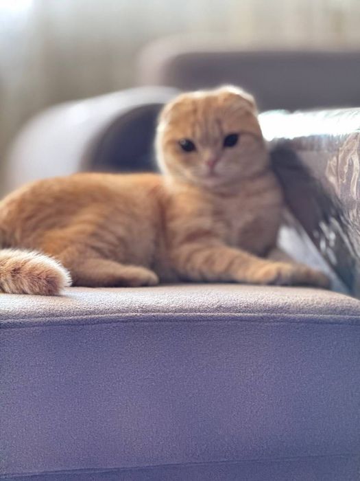 Продаётся! Шиншилла