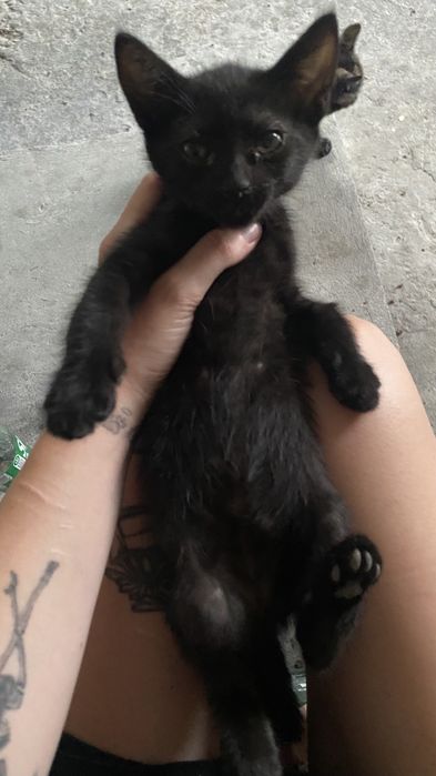 Ofer spre adoptie