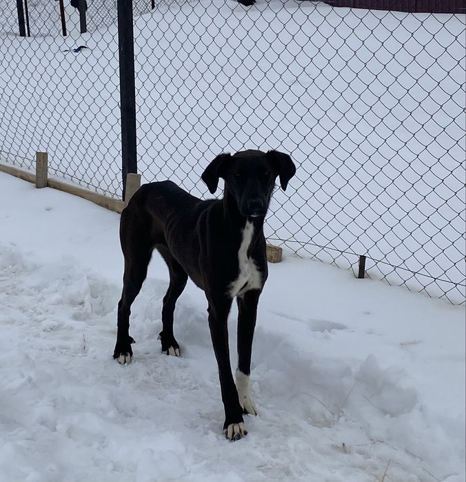 Жарғақ тазы сатам