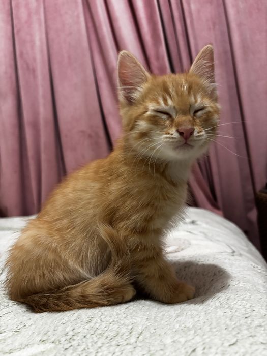 Котёнок в добрые руки. Г.Алматы