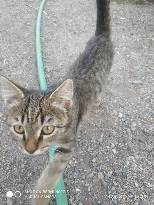 Отдам бесплатно котят
