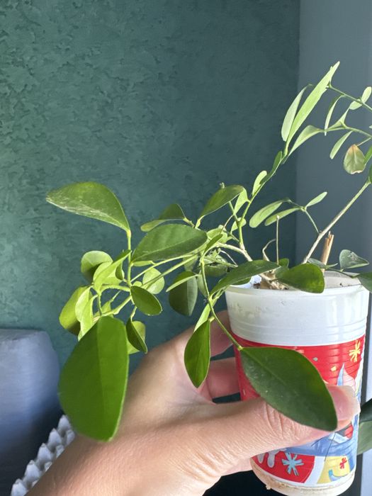 Муррайя (саженцы)