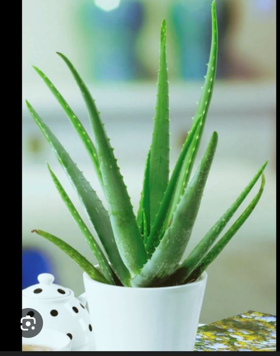 Продам алоэ вера