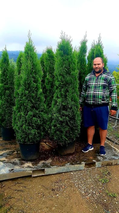 Palmierii tuia spirală tuia nana aurea