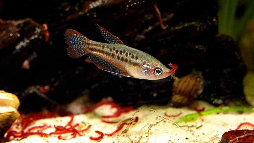 Карликовый искрящийся гурами