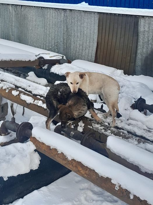 Щенки бесплатно 2девочки