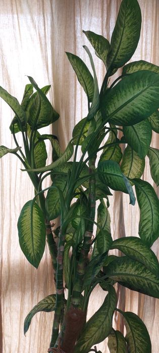 Diefennbachia 2,4 m inaltime