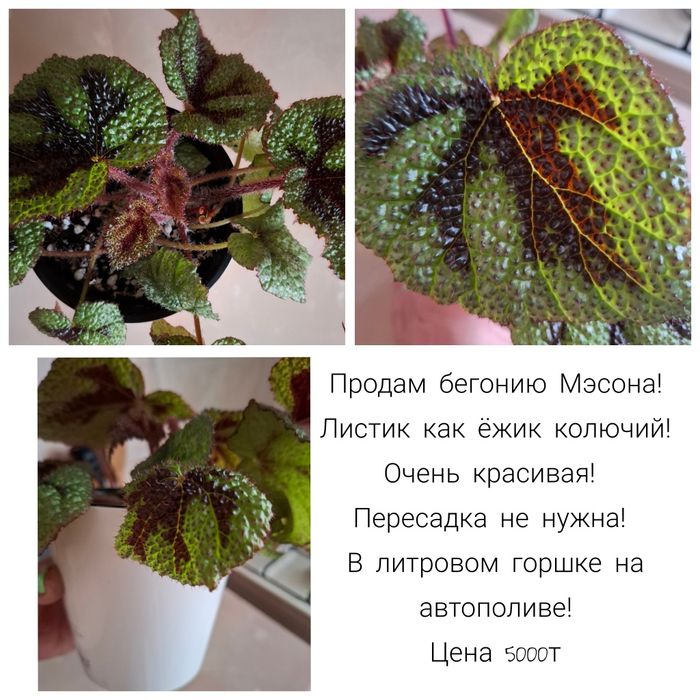 Продам Бегонию Мэсона!