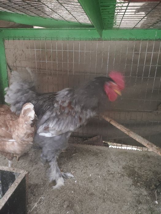 Хурозла сотилади 6 7 ойли