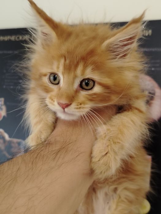 Шикарные Мейн куны котята