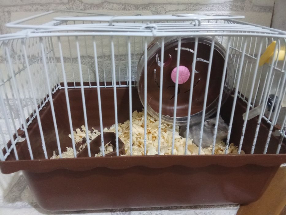 Хомяк девочка ручная с клеткой