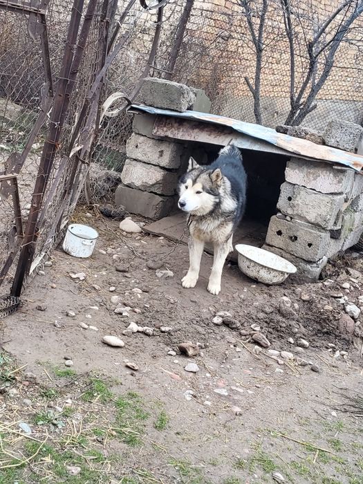 Продаю собаку, порода хаска