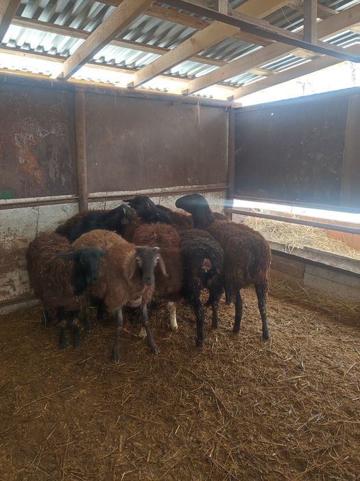 Бараны тохты домашние