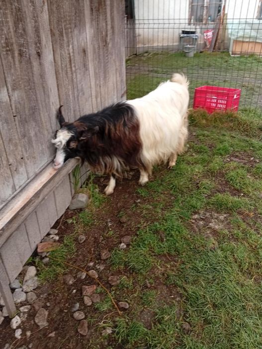 Vând CAPRE bune de Tinut