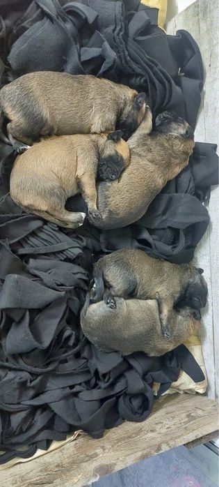 Белгийска овчарка