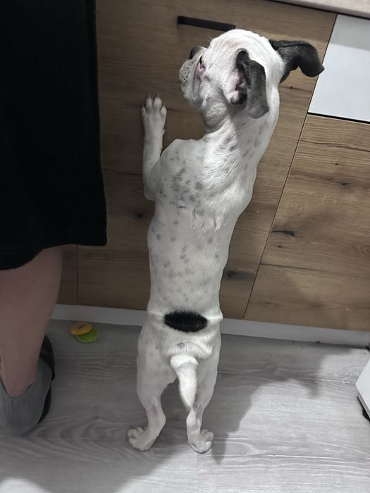 Френски Булдог момиче