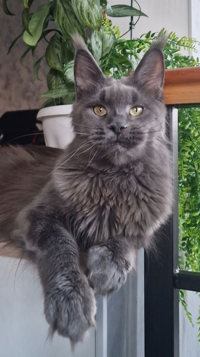 Котёнок мейн-кун девочка