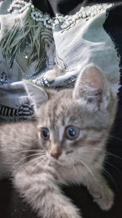 Котенок ищет любящих хозяев