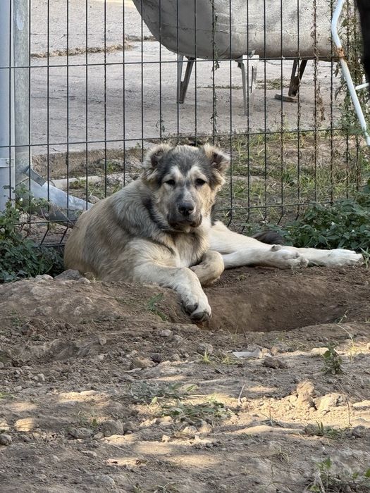 Продаётся мальчик Алабай