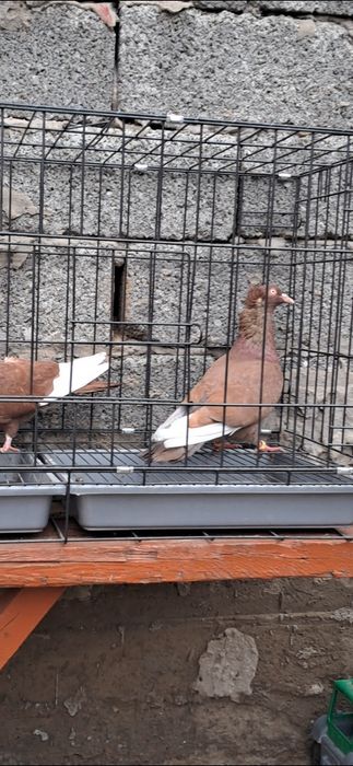 Продам американцы кармилки.