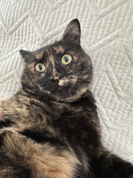 Одам в хорошие руки