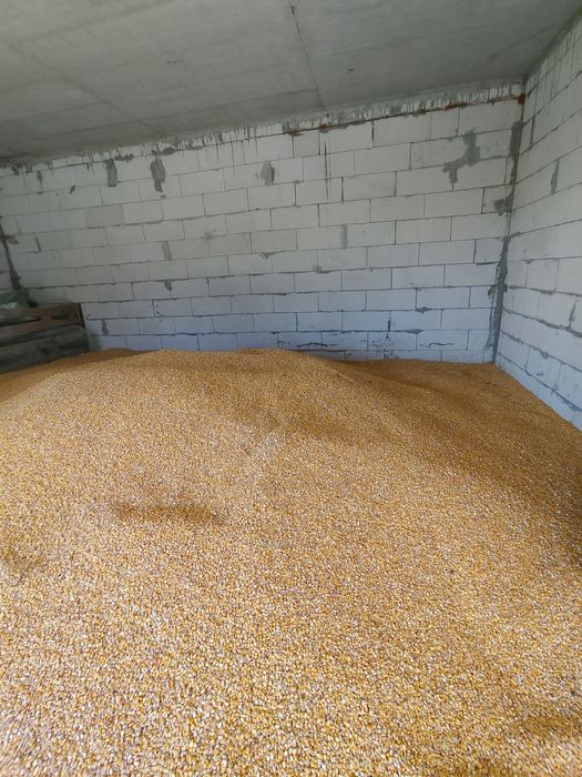 Vând porumb boabe recoltă 2025