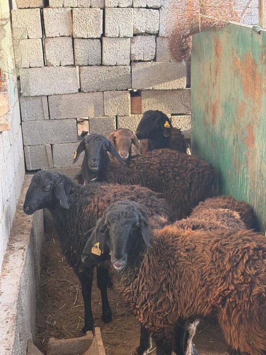 Қоилар сатыладыы