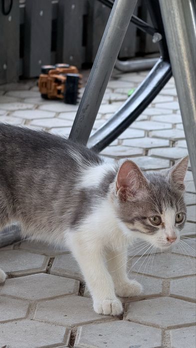 Котенок ищет дом срочно!!