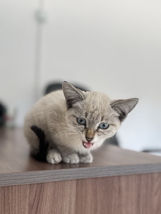 Котенок в хорошие руки