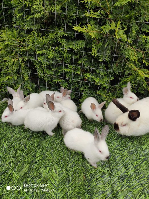 ПРОМО Калифорнийски 10лв