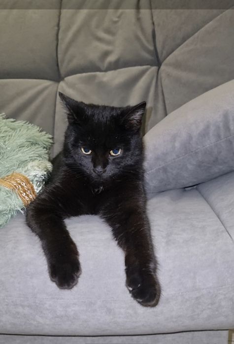 Малыш ищет дом. Доставлю!