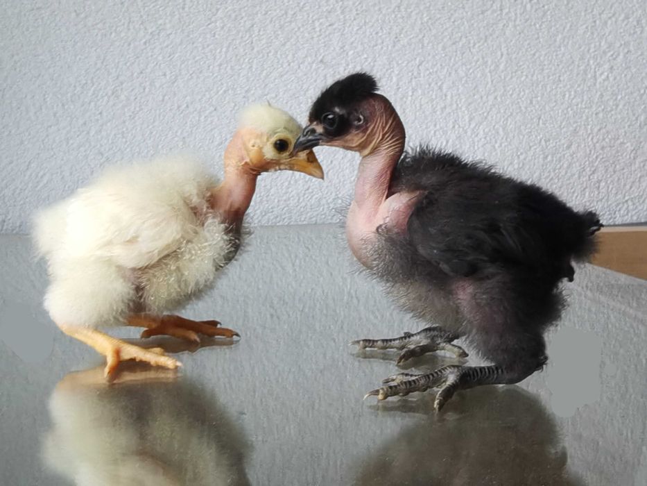 Pui Gat Golas de Transilvania