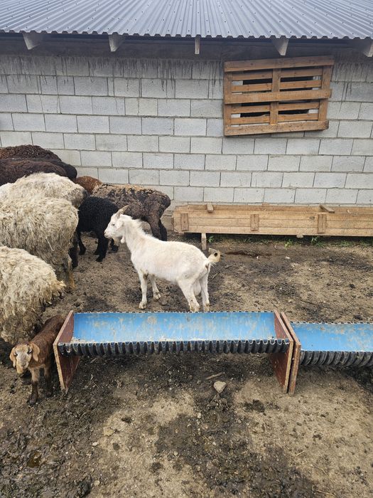 Козёл коза Ешки текесимен