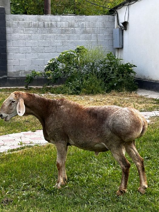 Арашан қошқарлар 2 жас