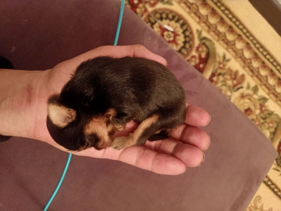 Йоркширский терьер