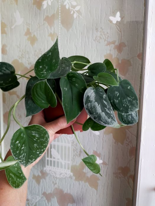 Продам Сциндапсус (Эпипремнум)